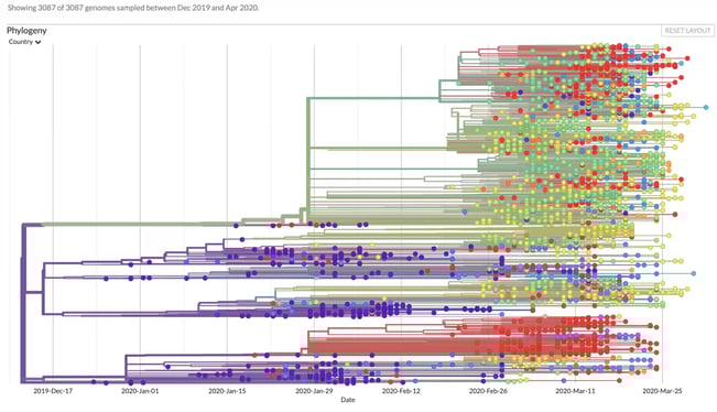 Phylogeny graph showing genomic epidemiology of novel coronavirus from nextstrain.org